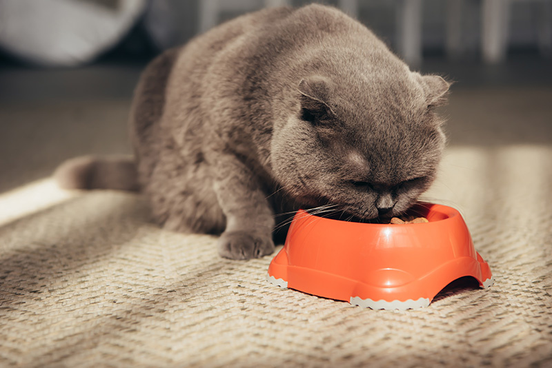 Kattenvoer